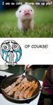 25-little-pig-I-m-cold-warm-me-up-please-meme.jpg